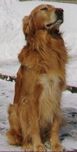 Sparkie