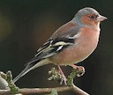 Chaffinch (Fringilla coelebs)