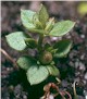 Chaffweed