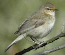 Eurasian Chiffchaff (Phylloscopus collybita) 