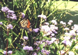 ageratum1.jpg (30231 bytes)