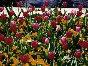 tulips.jpg (42855 bytes)