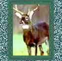 Whitetail Deer