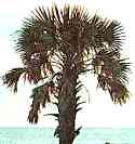 Pametto Tree