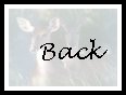 Back To My Genealogy Page