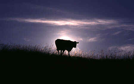 Cow_at_Sunrise_-_thumb.jpg (14058 bytes)