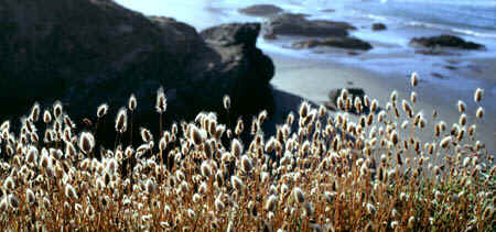 Sea_Ranch_Puffs_and_Cliff_-_thumb.jpg (39277 bytes)