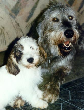 Yet another cute dog picture