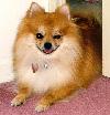 A Little Winkie