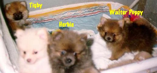 Puppy Walter & his litter mates