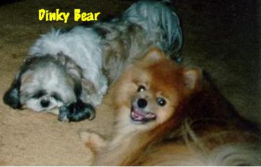 Walter and Dinky Bear (Shih Tzu)