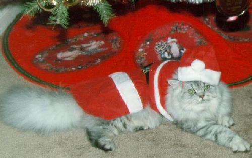Where is the milk and cookies?
