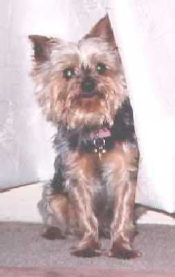 The smile of Ballie