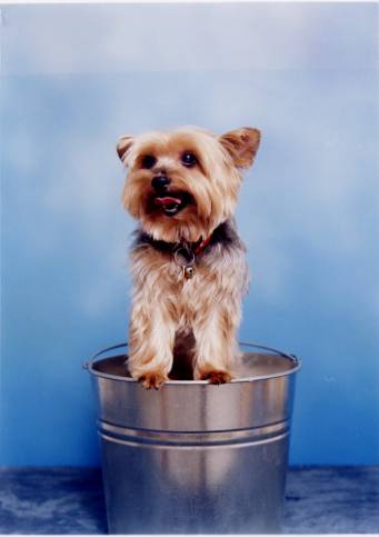 Ballie's picture