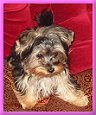 Dutchess 6 months
