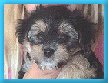 Rocco 7 wks