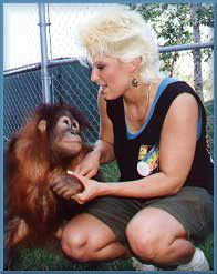 Orangutan