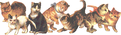 Group of Cats