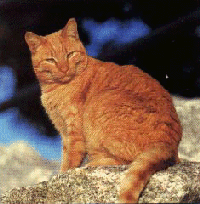Orange Cat