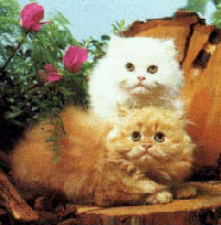 Pretty Kitties