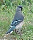 Blue Jay