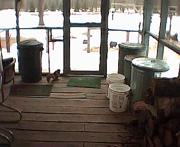 little squirrel on a back porch