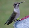 Ruby Throated Hummingbird