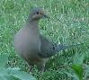 Morning Dove