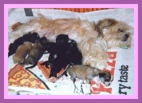 pups