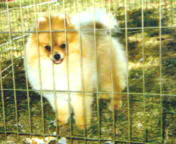 picture of Reginapoms Classy Beamer