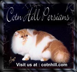 Cotn Hill Persians
