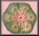 Click for Pattern