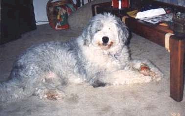 winniethepooh.jpg (9024 bytes)
