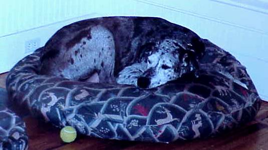 Most common position with favorite toy close by