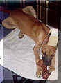 click for larger view