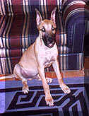 click for larger view