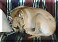 Click for a Larger View!
