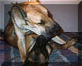click for larger view