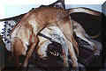 click for larger view