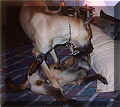click for larger view
