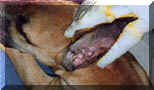 click for larger view