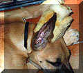 click for larger view