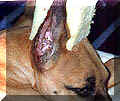 click for larger view