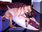 click for larger view