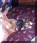 click for larger view