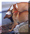 click for larger view