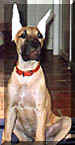 click for larger view