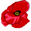 poppy
