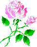 pink rose