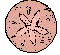 Sand Dollar